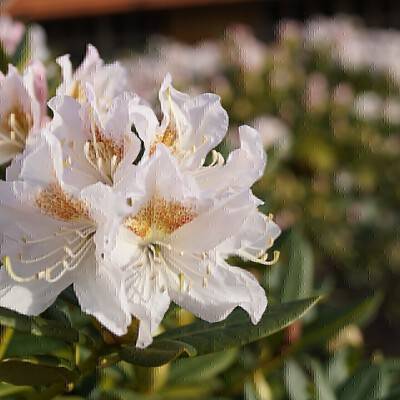 Rhododendron Cunningham's White_01